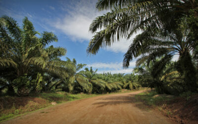 Teknologi Pupuk Majemuk Untuk Tanaman Kelapa Sawit