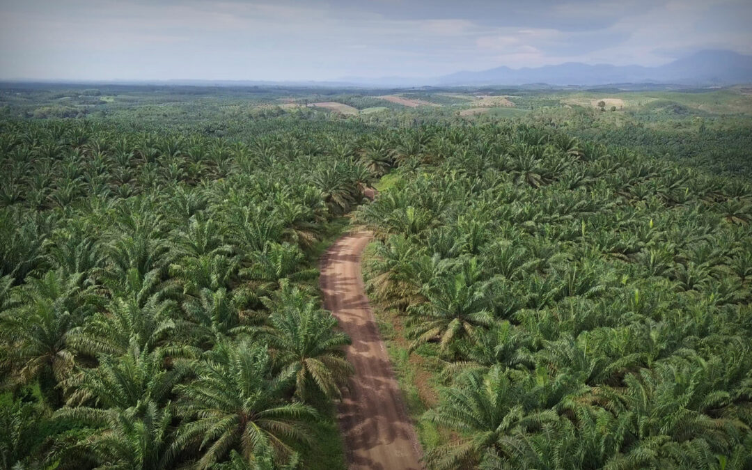 Pengelolaan Lahan Gambut Lestari – Teknologi Pemupukan Saraswanti