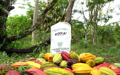 Tingkatkan Produktivitas Kakao, Meraih Peluang Pasar Global dengan Pupuk KOKA!