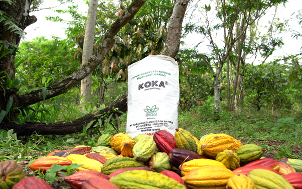 Tingkatkan Produktivitas Kakao, Meraih Peluang Pasar Global dengan Pupuk KOKA!